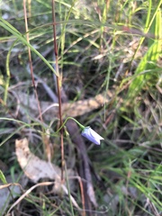 Wahlenbergia stricta