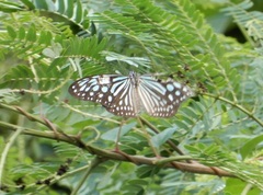 Ideopsis similis