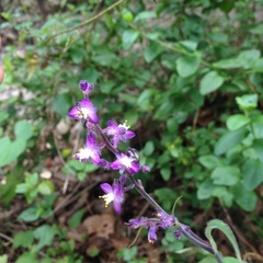 Thyrsanthemum floribundum