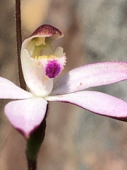 Caladenia moschata