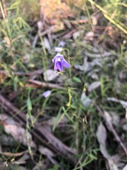 Wahlenbergia stricta