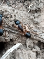Camponotus consobrinus
