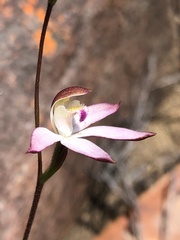 Caladenia moschata