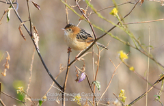 Cisticola exilis