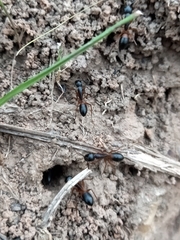 Camponotus consobrinus