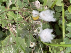 Eriocapitella vitifolia