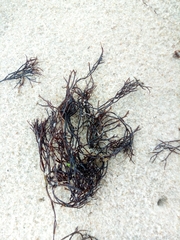 Furcellaria lumbricalis