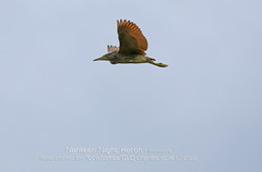 Nycticorax caledonicus