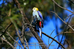 Platycercus adscitus