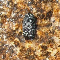 Chrysolopus spectabilis