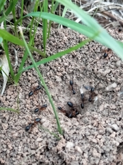 Camponotus consobrinus