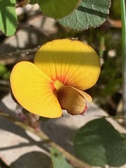 Bossiaea prostrata