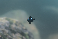 Dascyllus trimaculatus