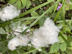 Eriocapitella vitifolia