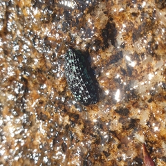 Chrysolopus spectabilis