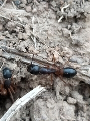 Camponotus consobrinus