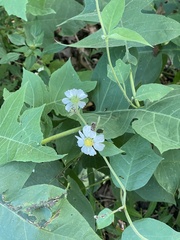 Polymnia canadensis