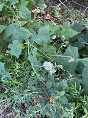 Polymnia canadensis