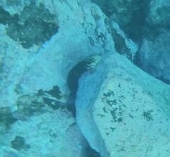 Ophioblennius atlanticus