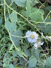 Polymnia canadensis