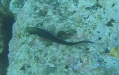 Ophioblennius atlanticus