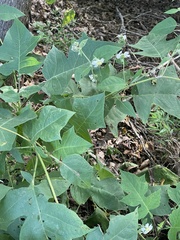 Polymnia canadensis