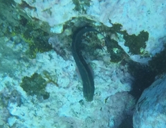 Ophioblennius atlanticus