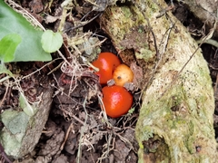 Leratiomyces erythrocephalus