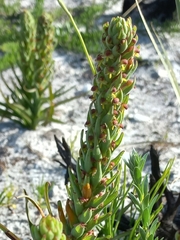 Disa bracteata
