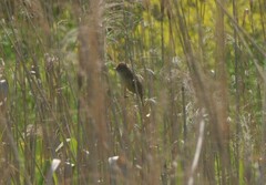 Acrocephalus australis