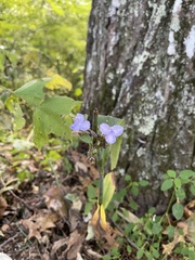 Tradescantia subaspera