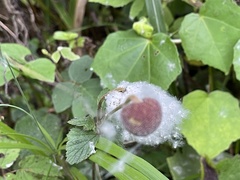 Eriocapitella vitifolia