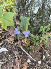 Tradescantia subaspera