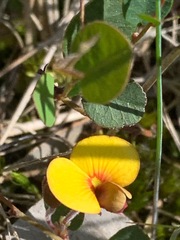 Bossiaea prostrata