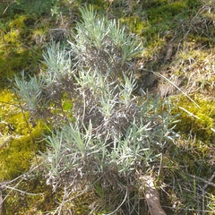 Leucochrysum albicans
