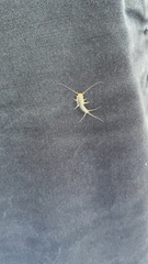 Ctenolepisma longicaudatum
