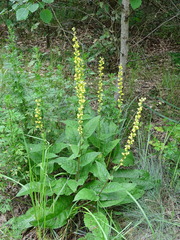 Verbascum nigrum