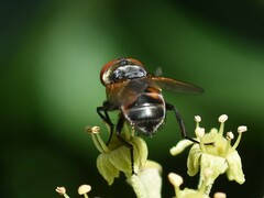 Phasia aurigera