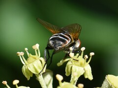 Phasia aurigera
