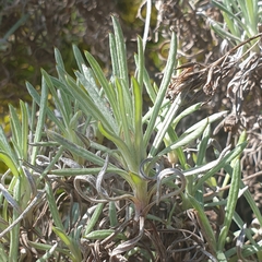 Leucochrysum albicans