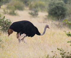 Struthio camelus australis