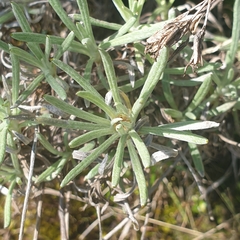 Leucochrysum albicans