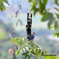 Phaenicophaeus tristis