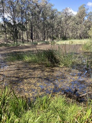 Salvinia molesta