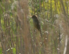 Acrocephalus australis