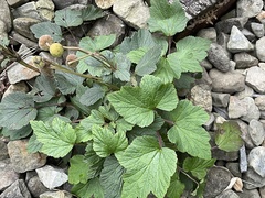 Eriocapitella vitifolia