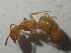 Lasius californicus