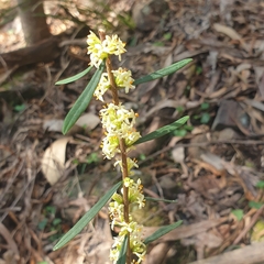 Pimelea axiflora axiflora