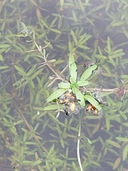 Callitriche