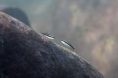 Thalassoma amblycephalus